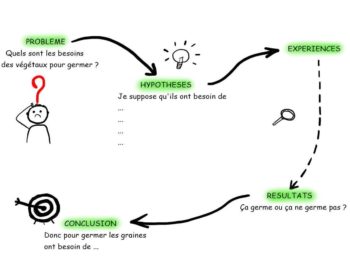 SVT 6ème Sketchnote Les besoins des végétaux Vignette
